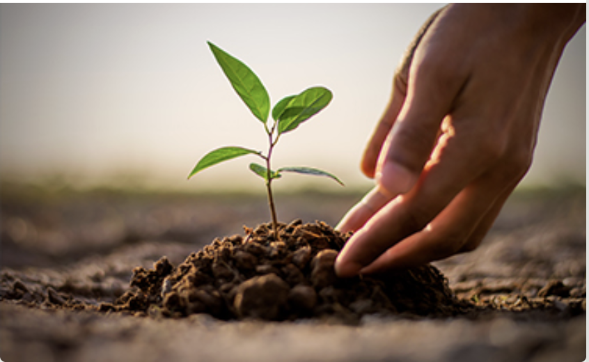 wilmar international