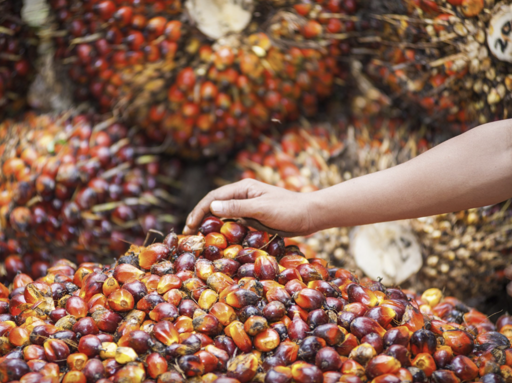 PT Wilmar Nabati Indonesia,