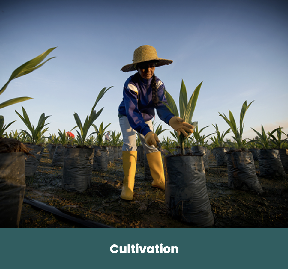 Wilmar international products