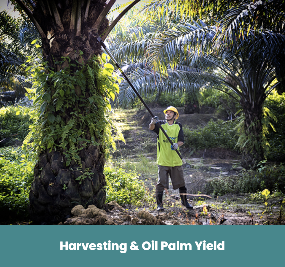 Wilmar international palm oil export